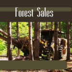 Creating a WordPress AutoBlog: Harnessing the Power of AI